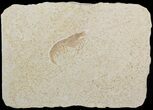 Detailed, Jurassic Fossil Shrimp (Antrimpos) - Solnhofen #50993-2